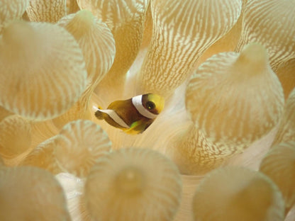 探探小丑魚之家水族館