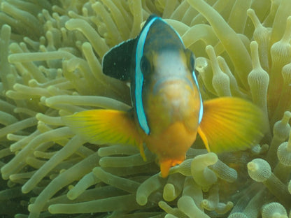 探探小丑魚之家水族館