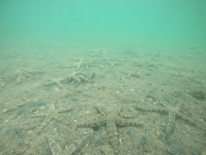 海岸公園海下灣獨木舟浮潛