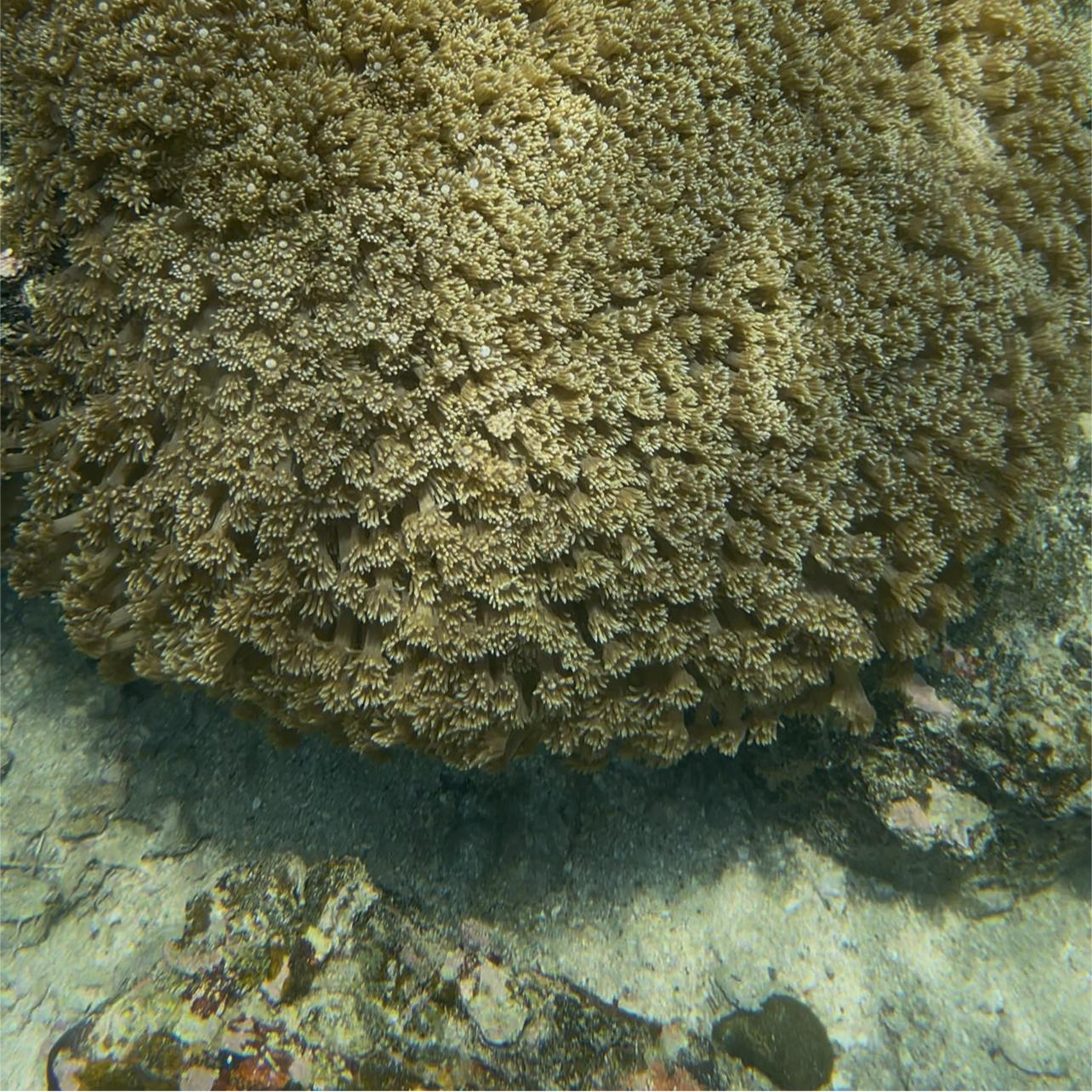 綠蛋島獨木舟浮潛