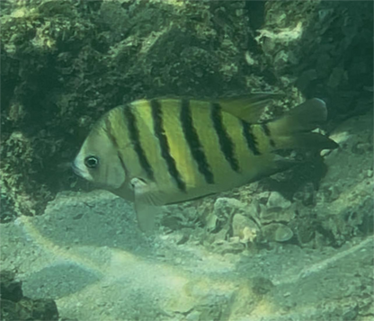 綠蛋島獨木舟浮潛